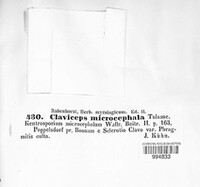 Claviceps purpurea image